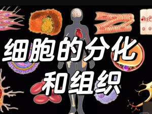 乐乐课堂小学课程