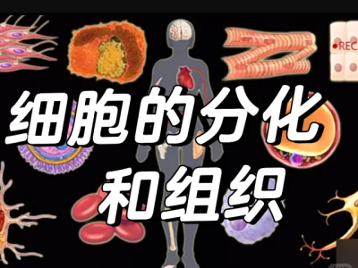 乐乐课堂小学课程