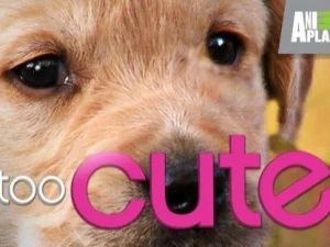 《萌宠成长记 Too Cute! 》1-3季全动物世界纪录片
