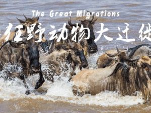 《动物大迁徙》儿童自然科普纪录片共10集 网课视频