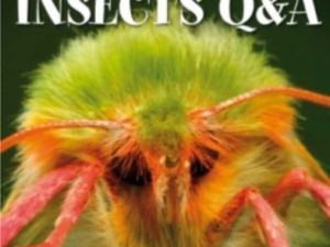 DK昆虫世界百科 DK Incredible Insects Q A 高清PDF