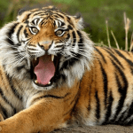 《唐诗三百首》儿童唱游动画版 带诗文解释共174G