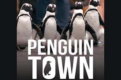 Netflix纪录片《企鹅小镇 Penguin Town》英文版全8集第1张