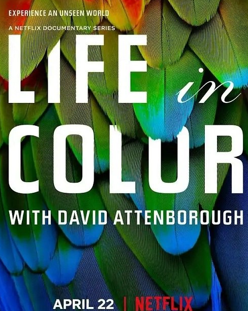《多彩生活 Life In Colour》Netflix自然纪录片全3集1080p超清下载 mp4中英字幕第1张