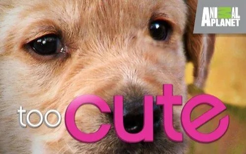 《萌宠成长记 Too Cute! 》1-3季全动物世界纪录片第1张