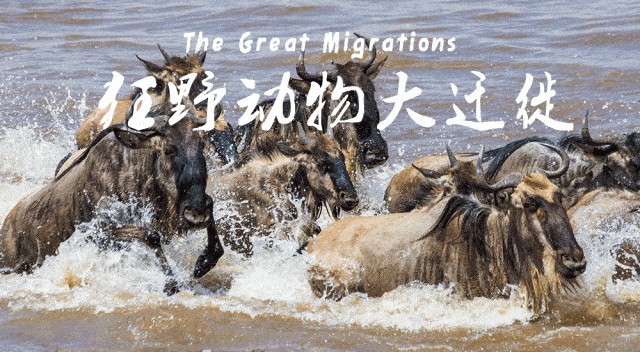 《动物大迁徙》儿童自然科普纪录片共10集 网课视频第1张